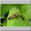 Tenthredo temula - Blattwespe 02.jpg